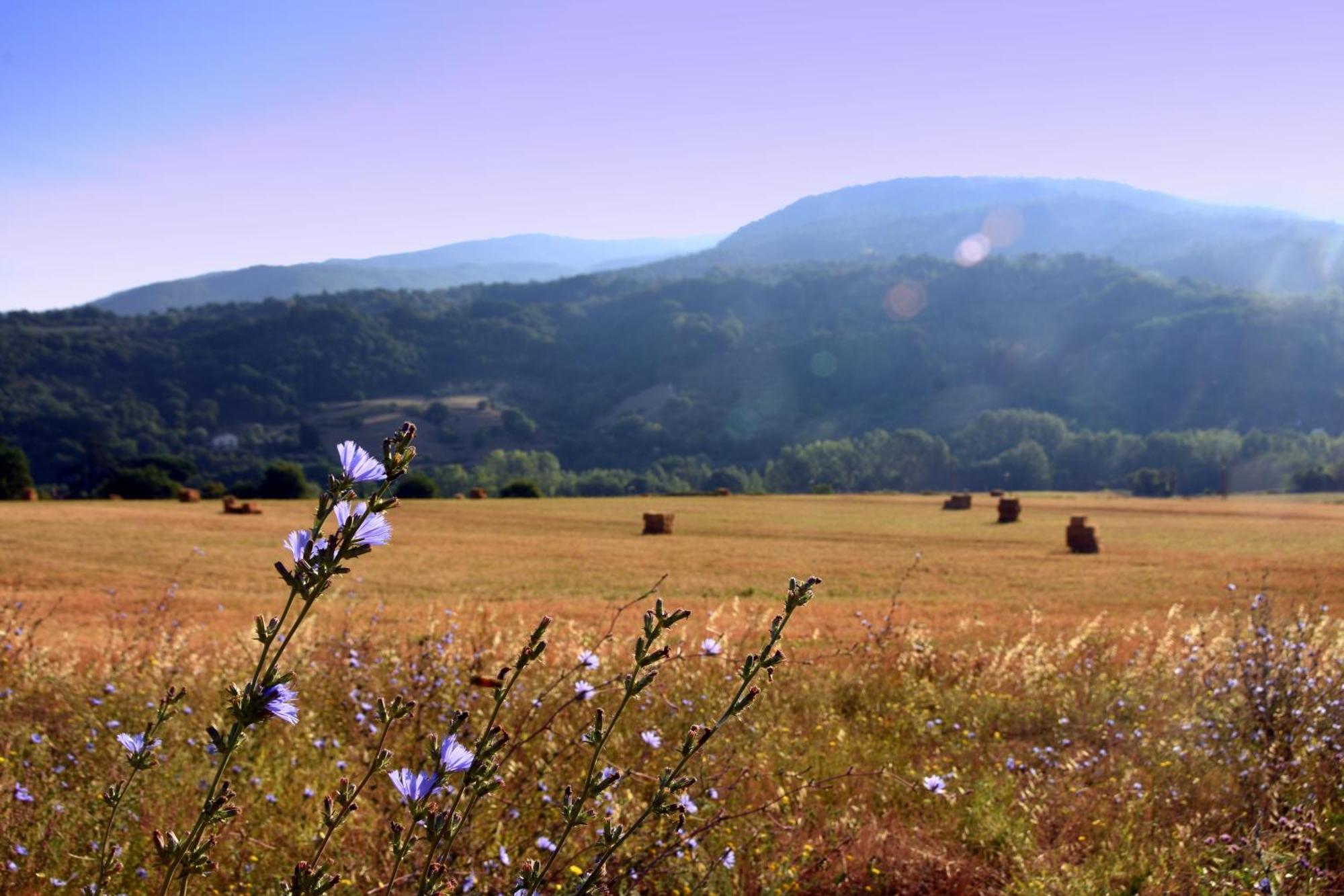 Baciano Azienda Agrituristico Venatoria Capolona Exteriör bild