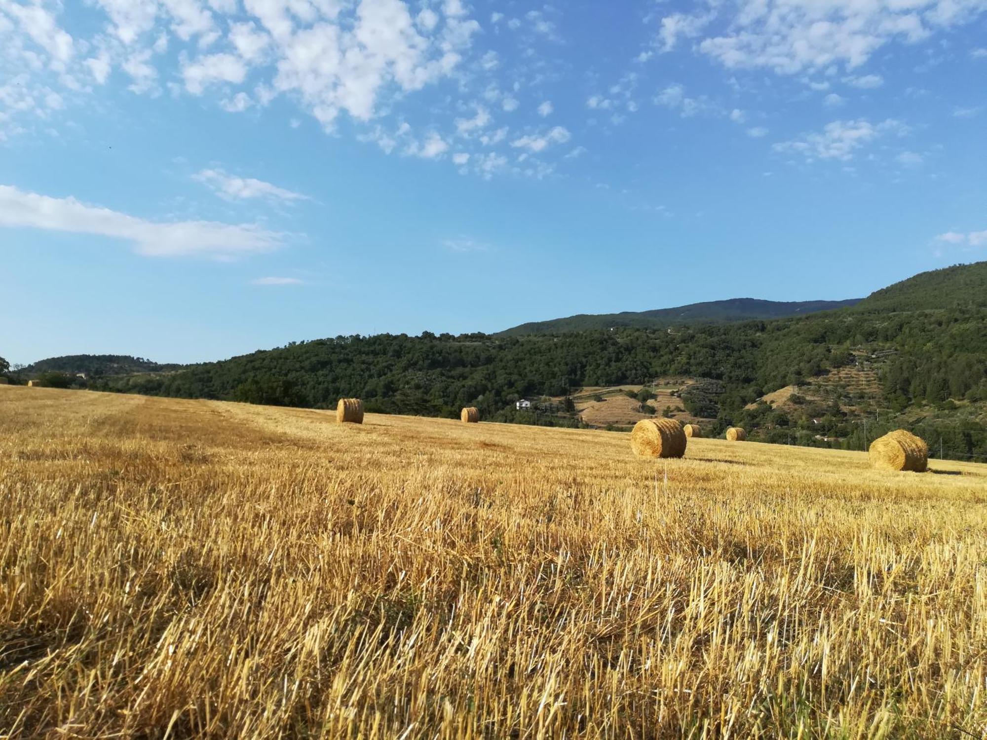 Baciano Azienda Agrituristico Venatoria Capolona Exteriör bild